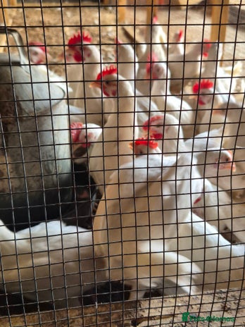 Chickens poultry - Advert 5