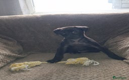 Lurcher dogs for sale: Male Lurcher Pup - Advert 3