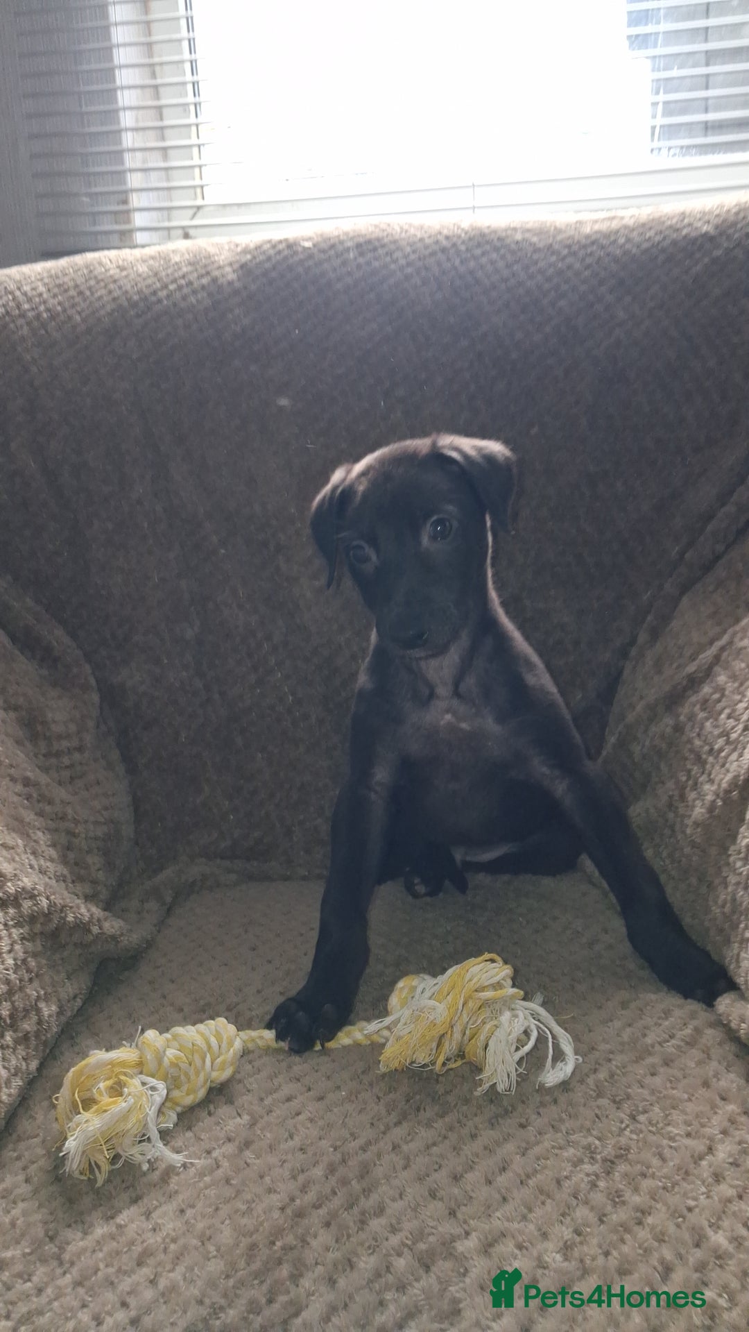 Lurcher dogs for sale: Male Lurcher Pup - Advert 3