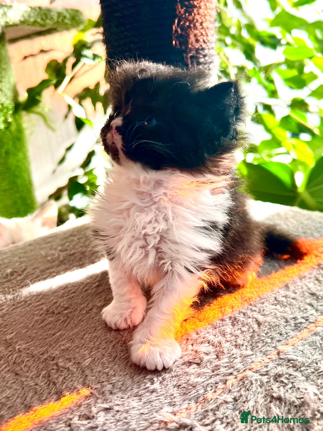 Selkirk Rex cats for sale: Stunning Selkirk rex kittens - Advert 13