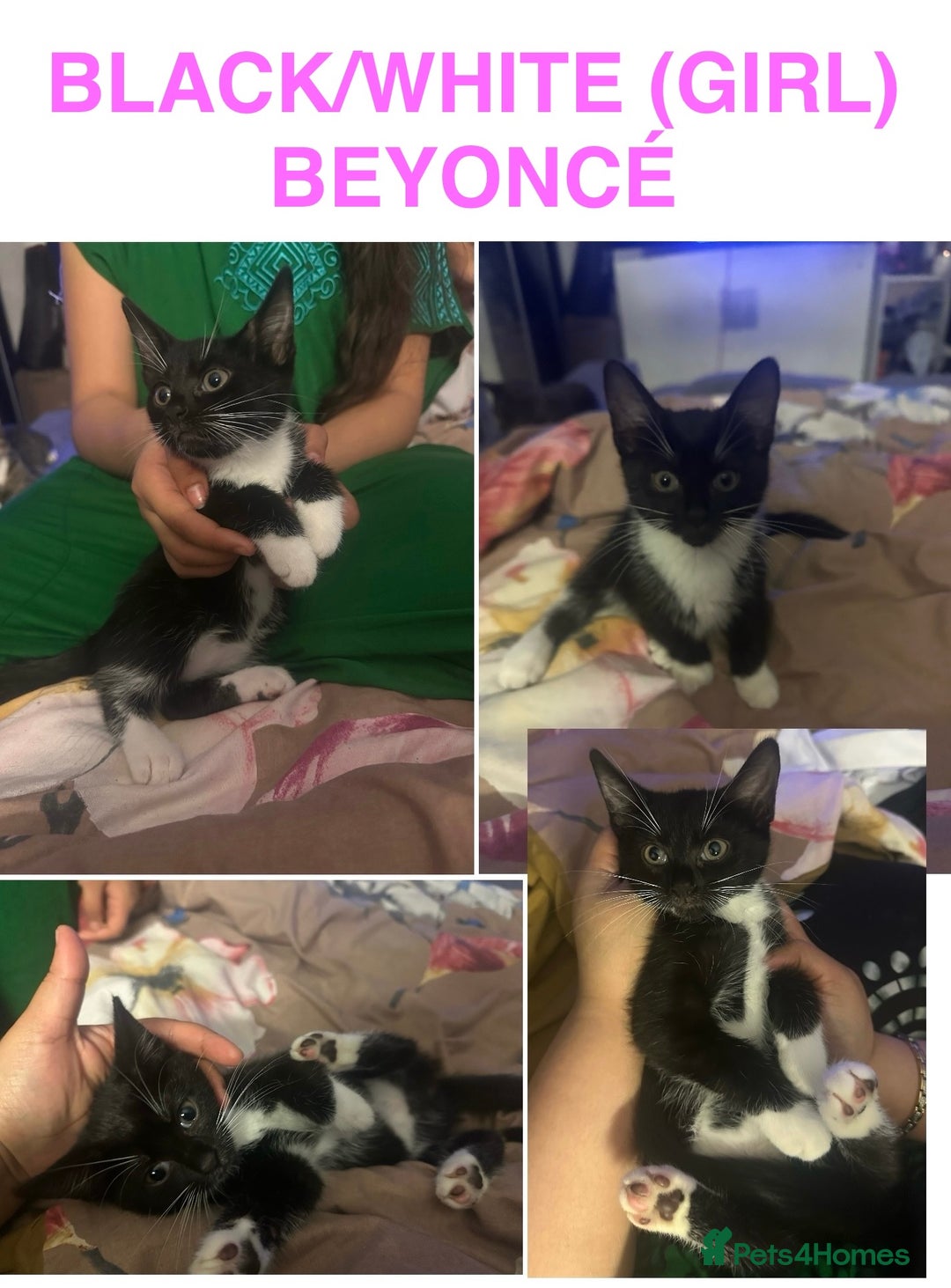 Domestic Shorthair cats for sale: 2 Adorable kitten available to be re-homed 🥰 - Advert 6