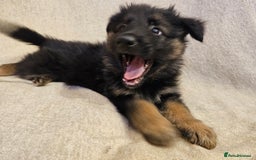 German Shepherd dogs for sale: German sheperd puppies - Image 8