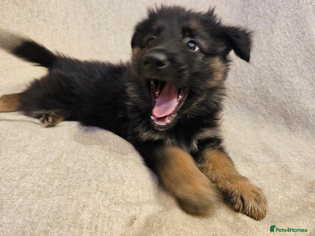 German Shepherd dogs for sale: German sheperd puppies - Image 8