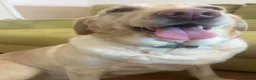Labrador Retriever dogs for sale: Labrador Retriever - Emotional Support dog  - Advert 7