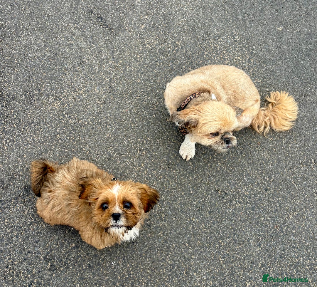 Shih Tzu dogs for sale: Gorgeous chocolate boy needing new loving home  - Image 2