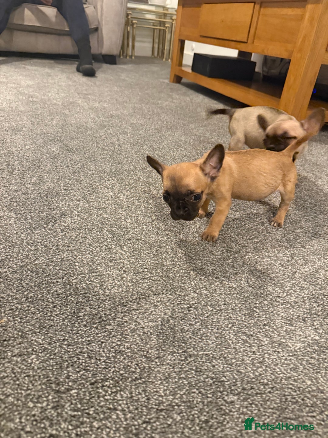 Mixed Breed dogs for sale: Frenchie x chihuahua pups - Image 12
