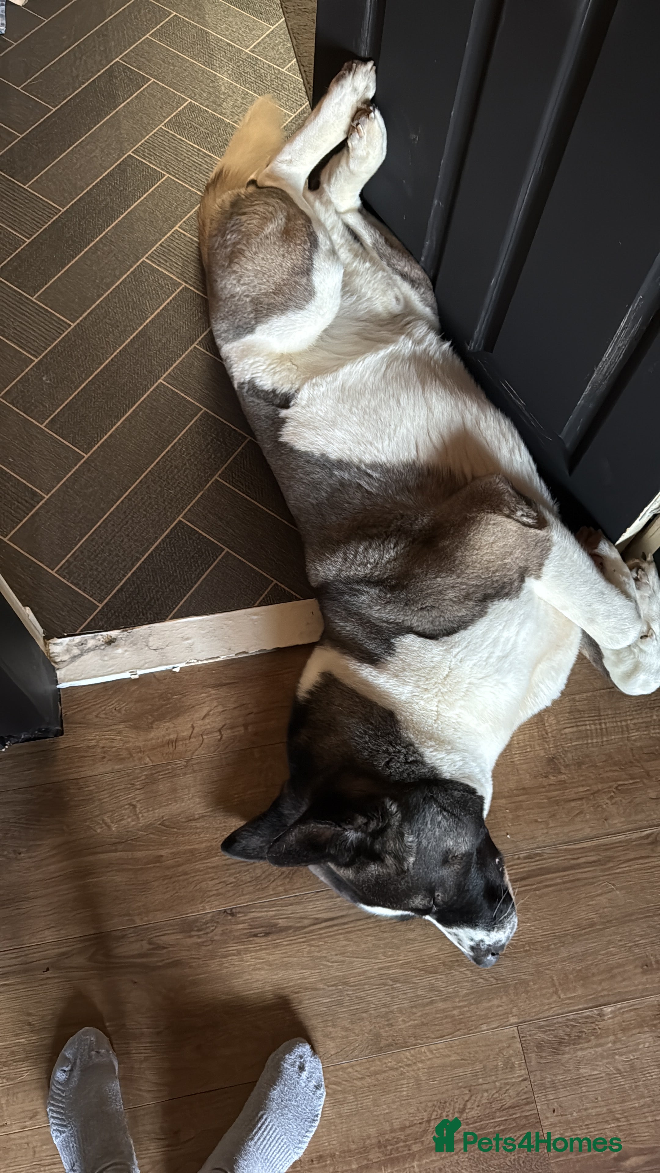 Huskita dogs Husky/ huskita  - Advert 1