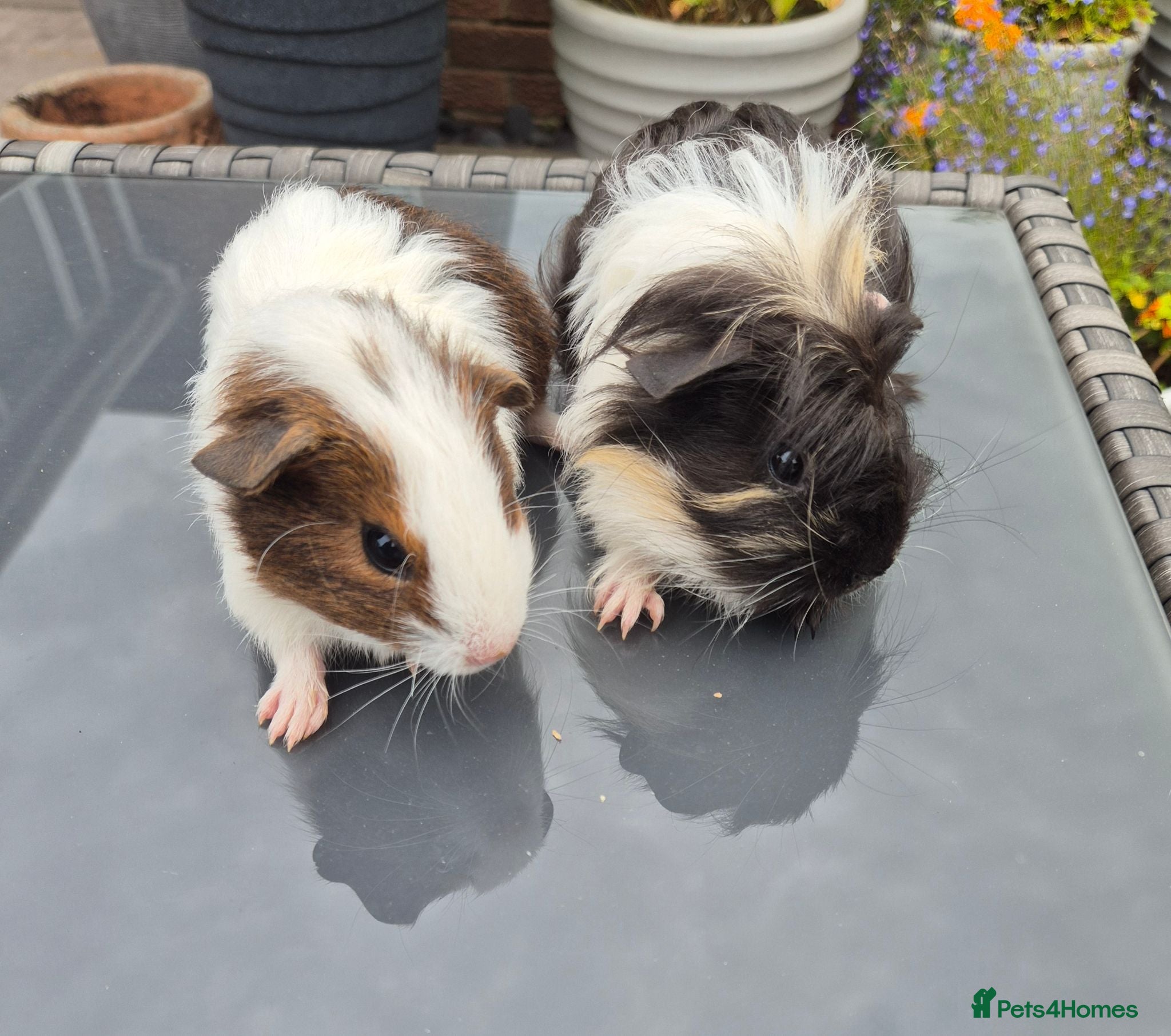 Guinea Pig rodents Baby Guinea Pig Sows - Advert 2