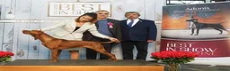 Hungarian Vizsla dogs for stud: Show Champion KC Reg Hungarian Vizsla for Stud in Brampton - Advert 2
