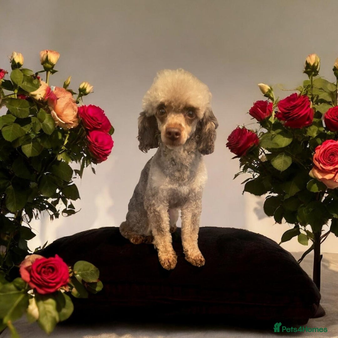 Toy Poodle dogs for stud: TINY CHOCOLATE PHANTOM BOY  - Advert 1