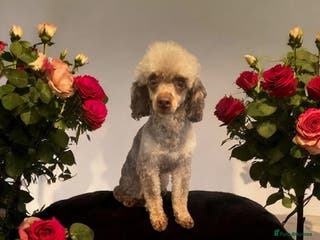 Toy Poodle dogs TINY CHOCOLATE PHANTOM BOY - Advert 11