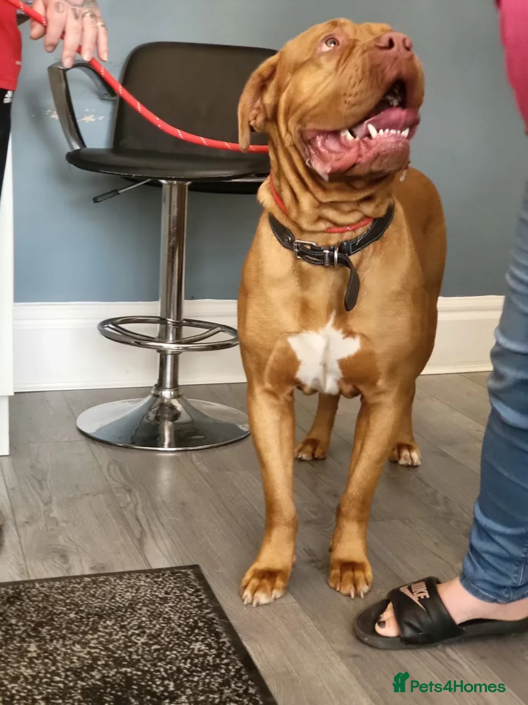 Dogue De Bordeaux dogs for sale: Gentle Giant Male Dogue de Bordeaux - Advert 28