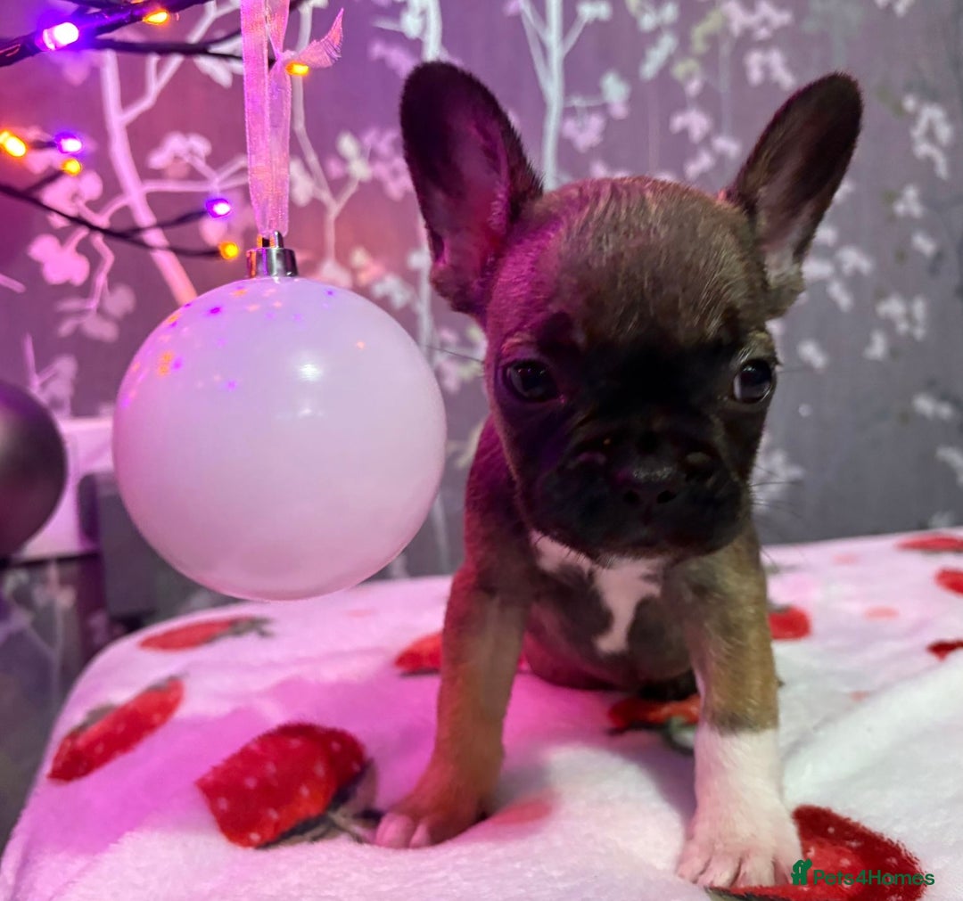 French Bulldog dogs for sale: French bulldog puppy’s - Image 20