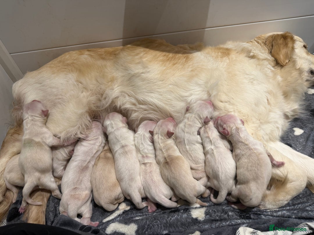 Golden Retriever dogs for sale: KC WHITE RETRIEVERS FULLY HEALTH TESTED  - Advert 6