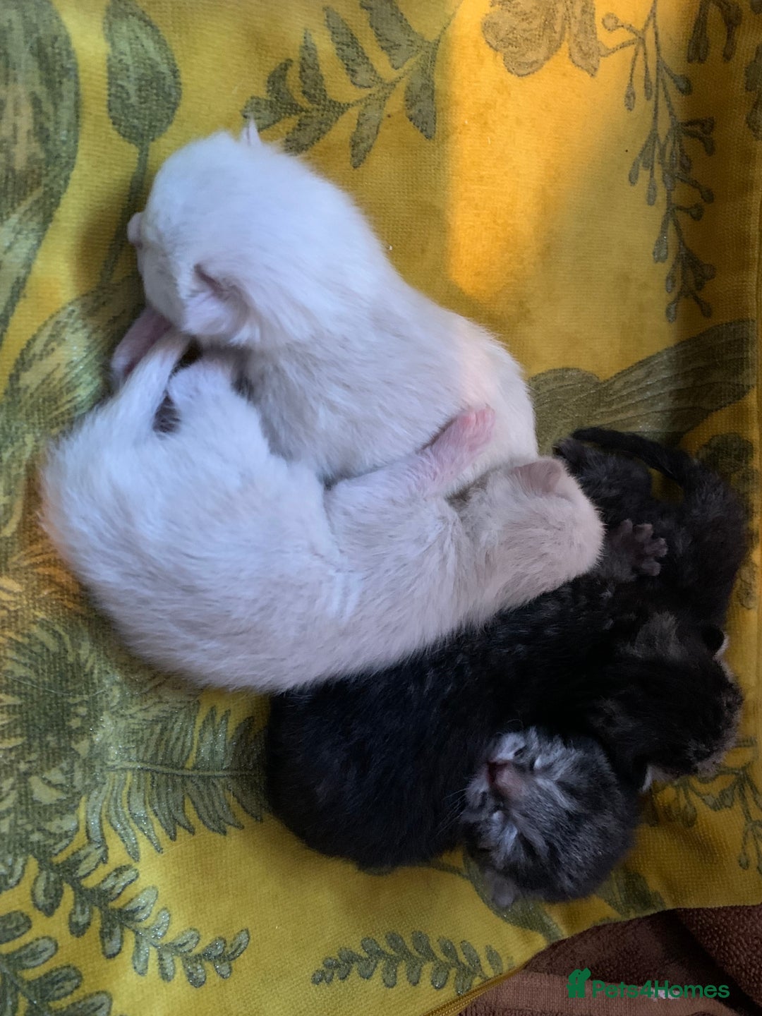 Siamese cats for sale: 🐾✨ White Siamese Maggir Became a Mum! ✨🐾 - Image 17