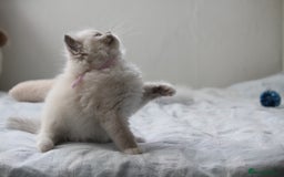 Ragdoll cats for sale: Active TICA princesses 👑❤️🩷💜 - Image 27