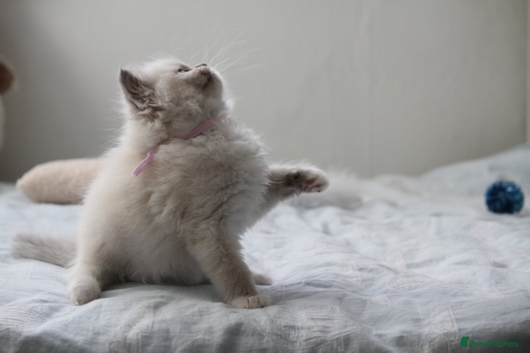 Ragdoll cats for sale: Active TICA princesses 👑❤️🩷💜 - Image 27