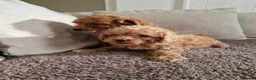 Schnoodle dogs for sale: Schooled boys💙 - Advert 14
