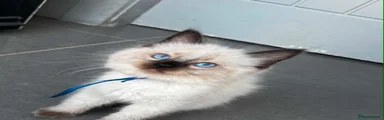 Ragdoll 4