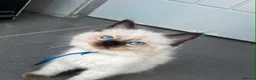 Ragdoll cats for sale: Pure breed ragdoll kittens READY NOW  - Advert 18