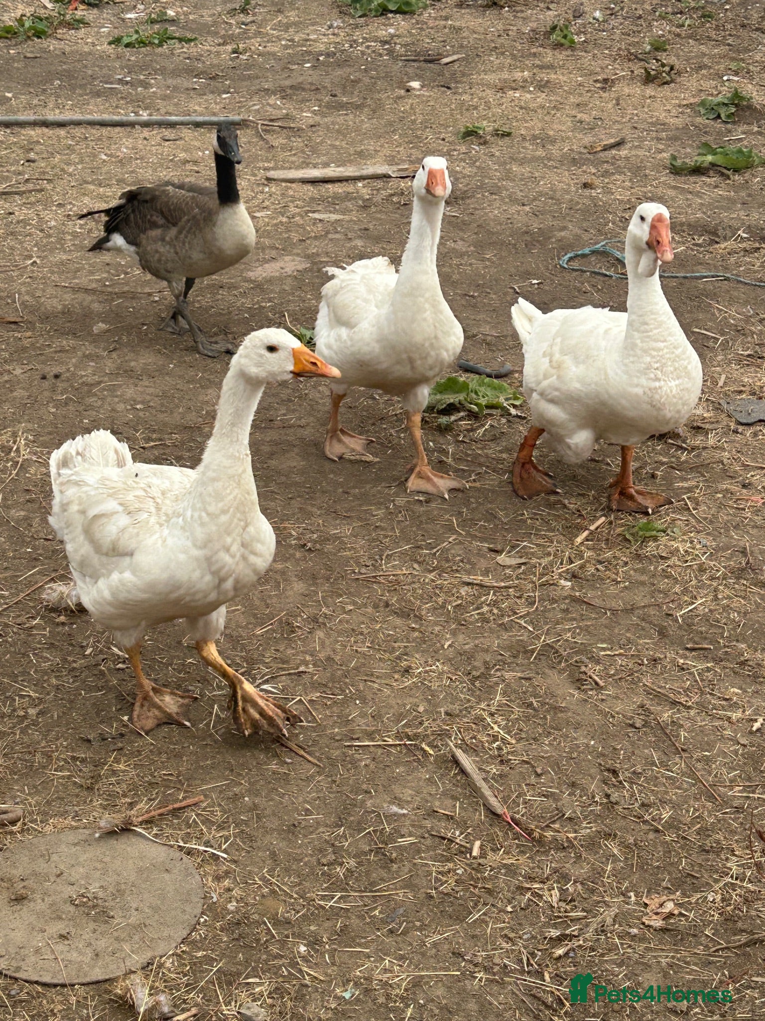 Geese poultry Geese - Advert 1