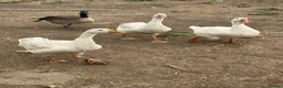 Geese poultry for sale: Geese - Advert 1