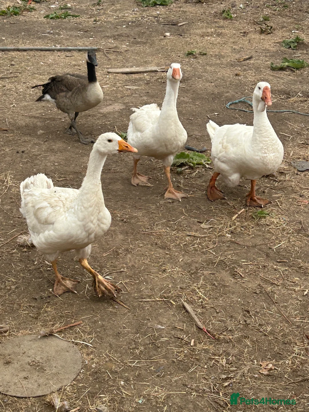 Geese poultry for sale: Geese - Advert 1