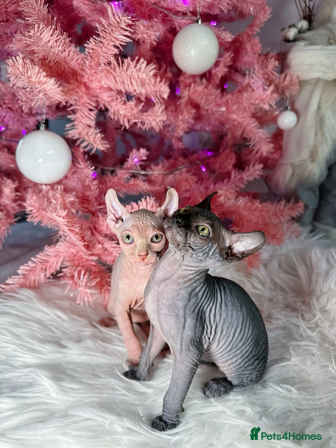 Sphynx cats for sale: 🌟 Stunning Sphynx & Elf Kittens  - Advert 21
