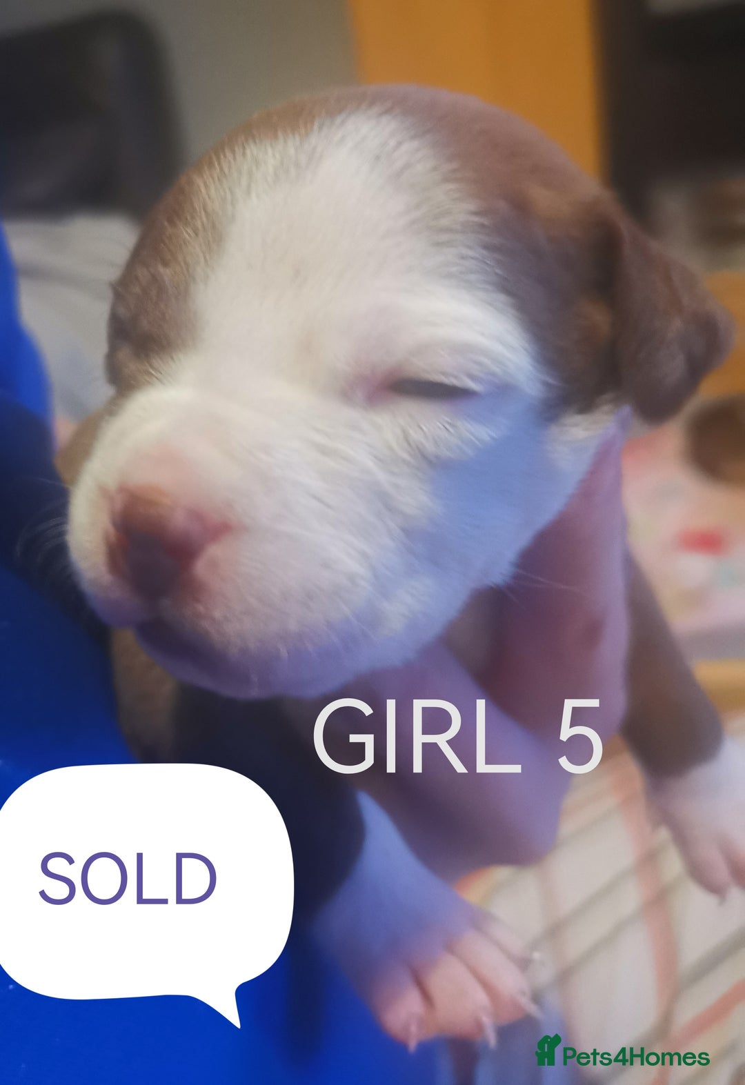 Mixed Breed dogs for sale: Lab x staff pups  - Image 1