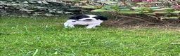 Cocker Spaniel dogs for sale: Gorgeous cocker spaniel puppies - Advert 2
