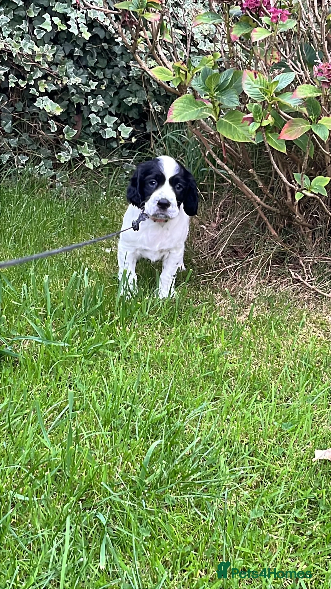 Cocker Spaniel dogs for sale: Gorgeous cocker spaniel puppies - Advert 2