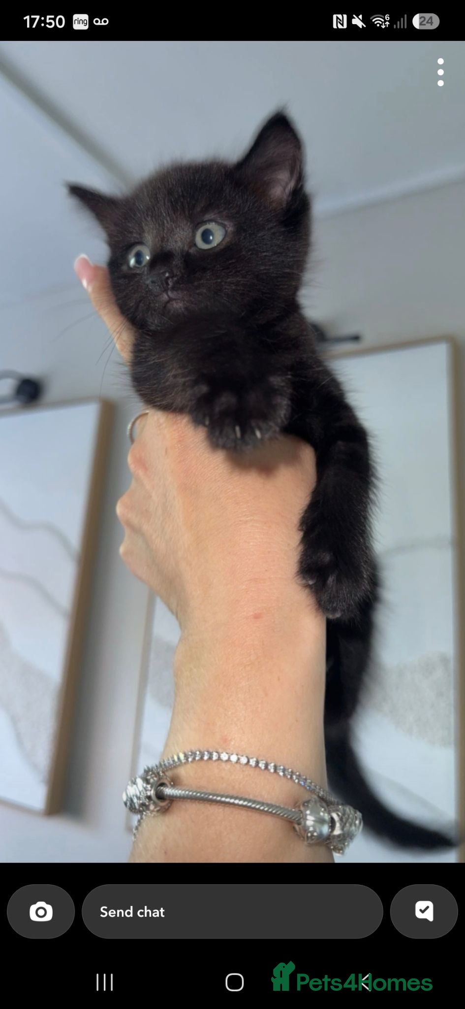 Mixed Breed cats 2 beautiful black kittens looking for forever home - Advert 16