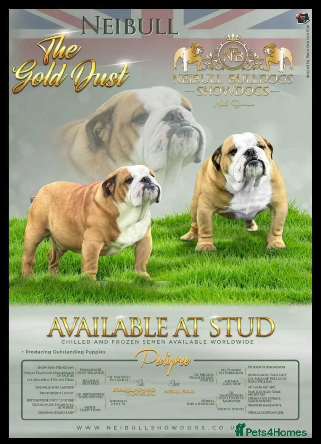 English Bulldog dogs for sale: Beautiful Bull dog puppies  - Advert 2