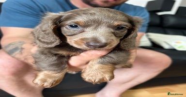 Dachshund dogs - Advert 9