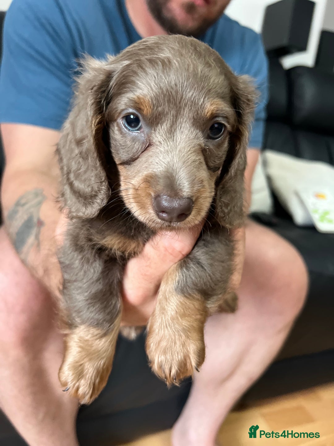 Dachshund dogs for sale: 4 Beautiful miniture dachshunds  - Image 2
