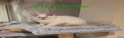 Ragdoll cats for sale: 💖11 WEEKS OLD💖 GCCF Registered Ragdoll Kittens. - Advert 24
