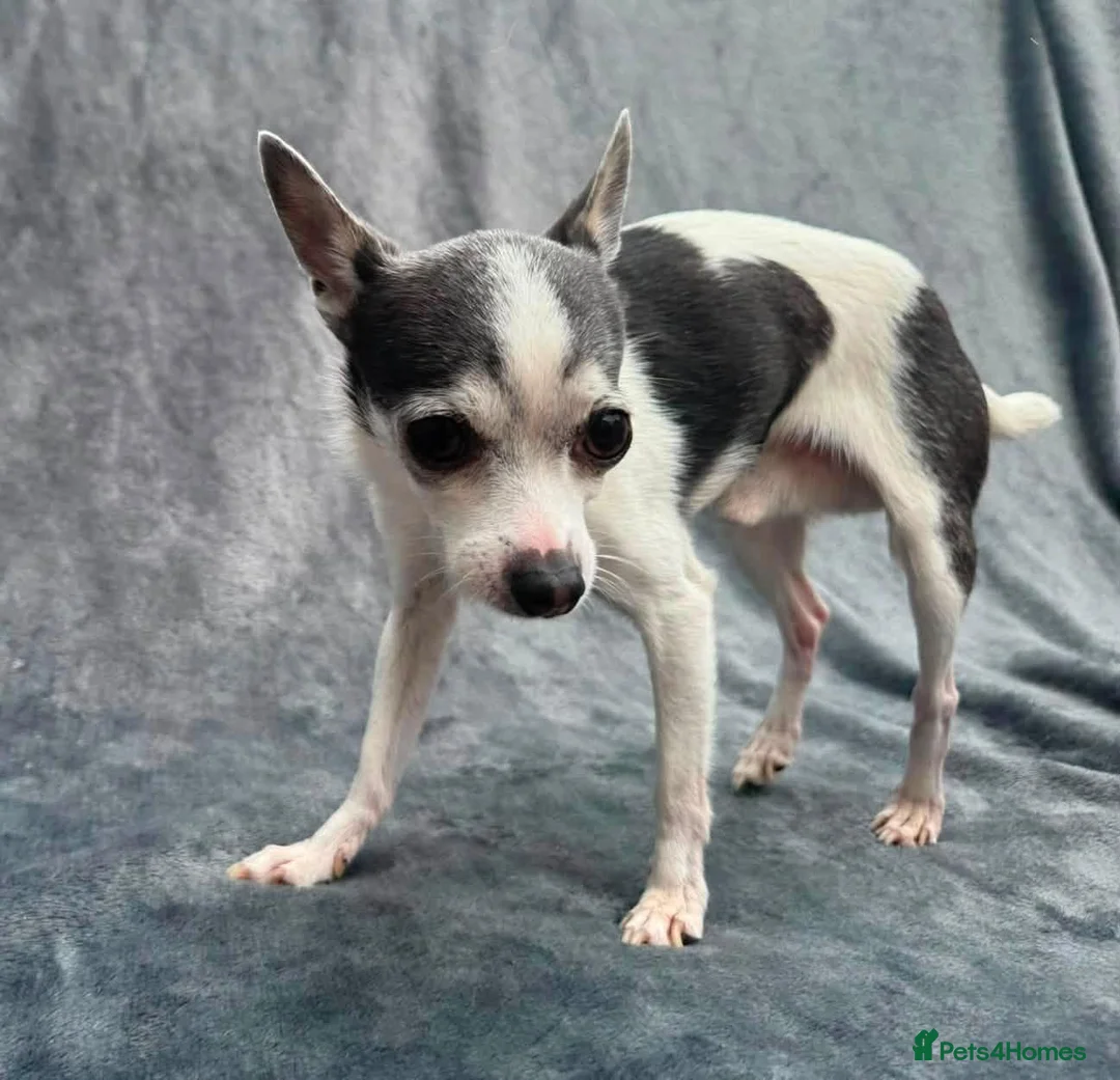 Chihuahua dogs for adoption: 💙ARMANI & 💙GUCCI – TWO HEARTS ONE BOND in Peterborough - Advert 17
