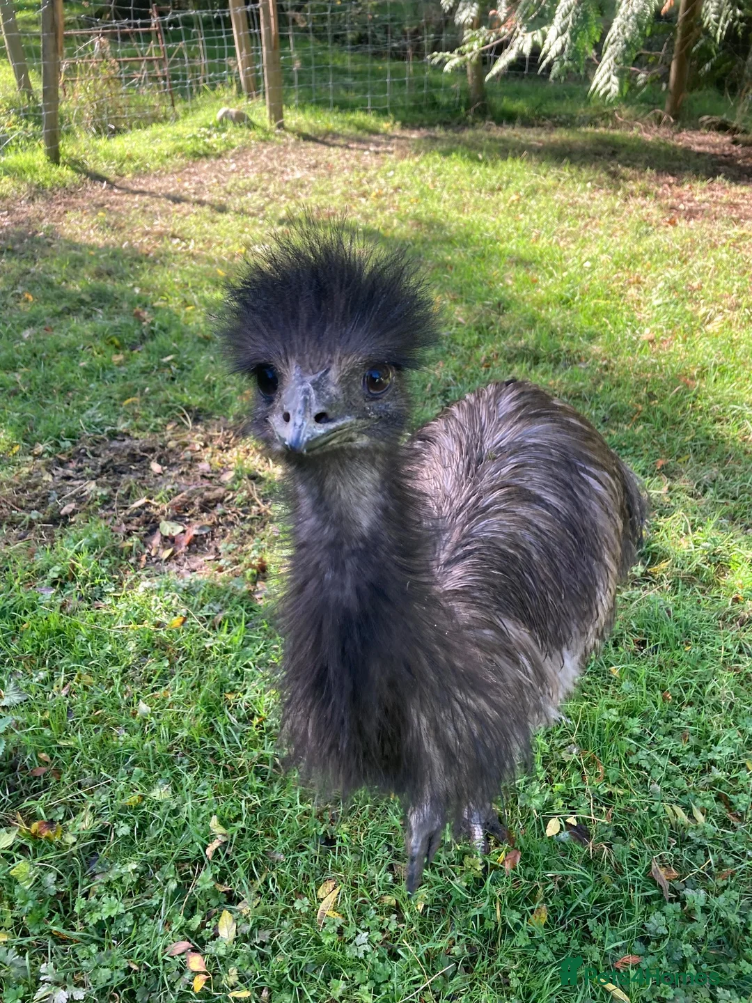 Emus poultry for sale: Wanted Good home for two Emus  in Welshpool - Advert 1