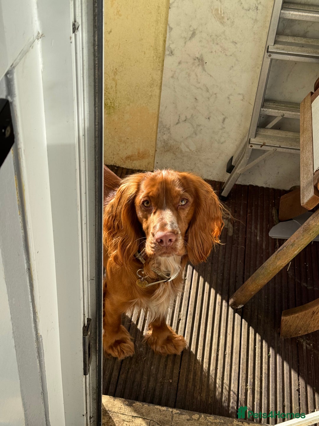 Cocker Spaniel dogs for stud: Working Cocker Spaniel for STUD - Advert 3