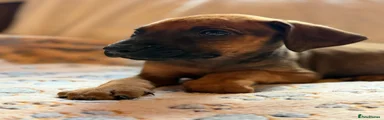 Rhodesian Ridgeback 8