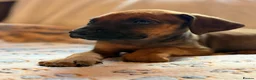 Rhodesian Ridgeback dogs for sale: KC Rhodesian Ridgebacks - Advert 7