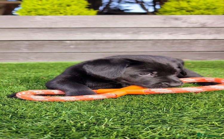 Labrador Retriever dogs - Advert 2