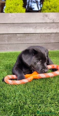 Labrador Retriever dogs - Advert 2