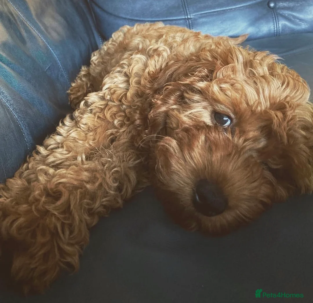 Cavapoo dogs for sale: Cavapoo Puppies Born to Steal Hearts - Advert 16