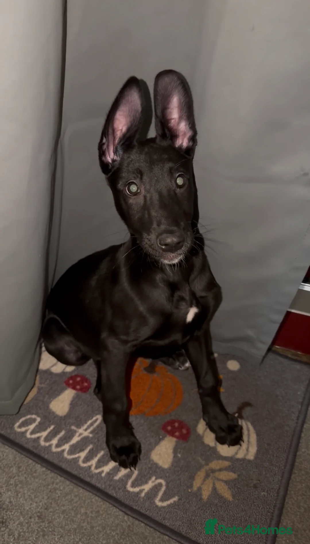 Belgian Shepherd Dog dogs for sale: Belgian Malinois  - Advert 2