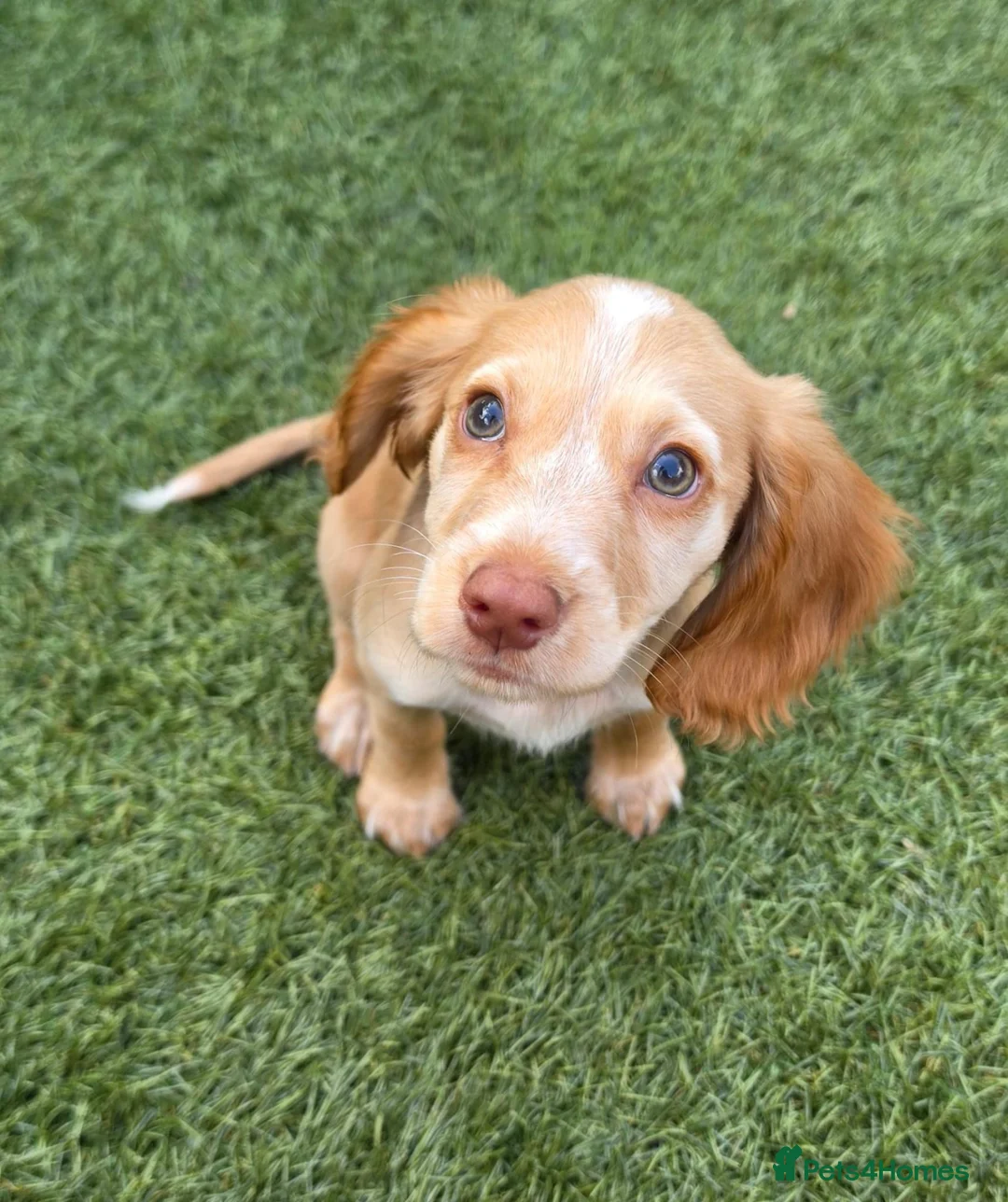 Cocker Spaniel dogs for sale: 18 week old female cocker spaniel  in Cheadle - Advert 4