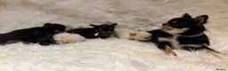 Chihuahua dogs for sale: 🐾 TINY KC registered Chihuahua puppies 🐾 - Advert 27