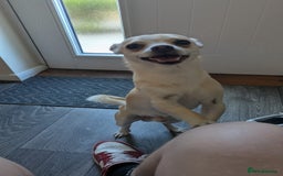 Mixed Breed dogs for sale: Chihuahua mix boy for sale - Image 6