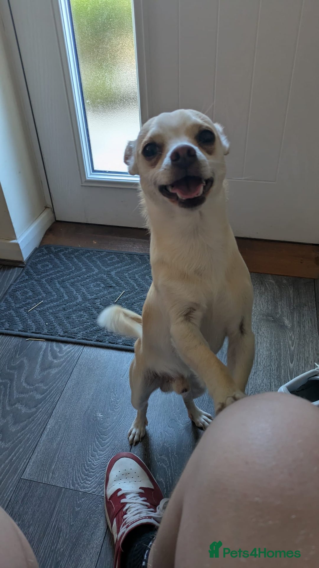 Mixed Breed dogs for sale: Chihuahua mix boy for sale - Image 6