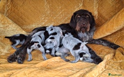 German Wirehaired Pointer dogs for sale: Quality German wirehaired pointer pups. - Image 27